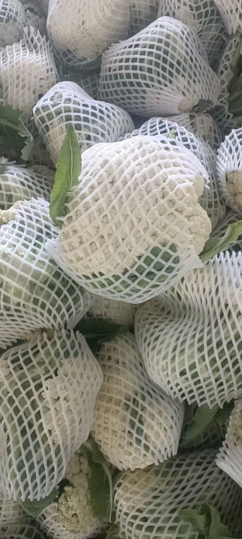 花菜青梗白面松花可供市场电商等各种渠道