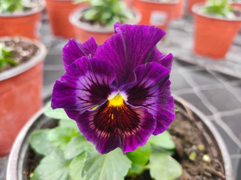 本苗圃常年供应精品草花三色堇，量大从优，质优价廉
