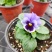 本苗圃常年供应精品草花三色堇，量大从优，质优价廉