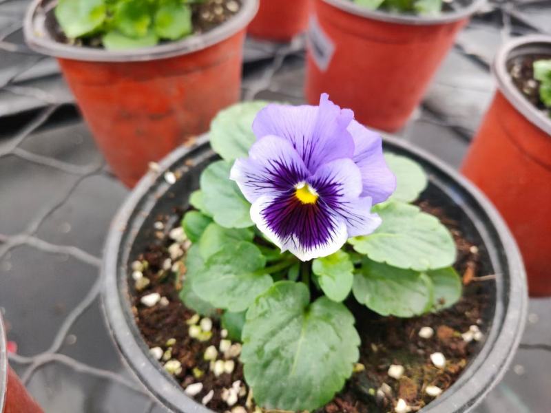 本苗圃常年供应精品草花三色堇，量大从优，质优价廉