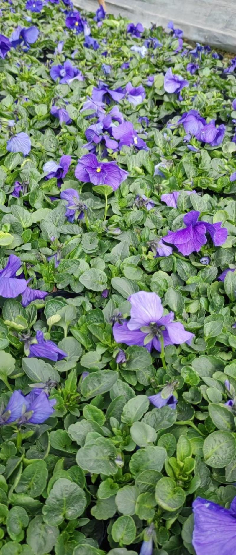 本苗圃常年供应精品草花三色堇，量大从优，质优价廉