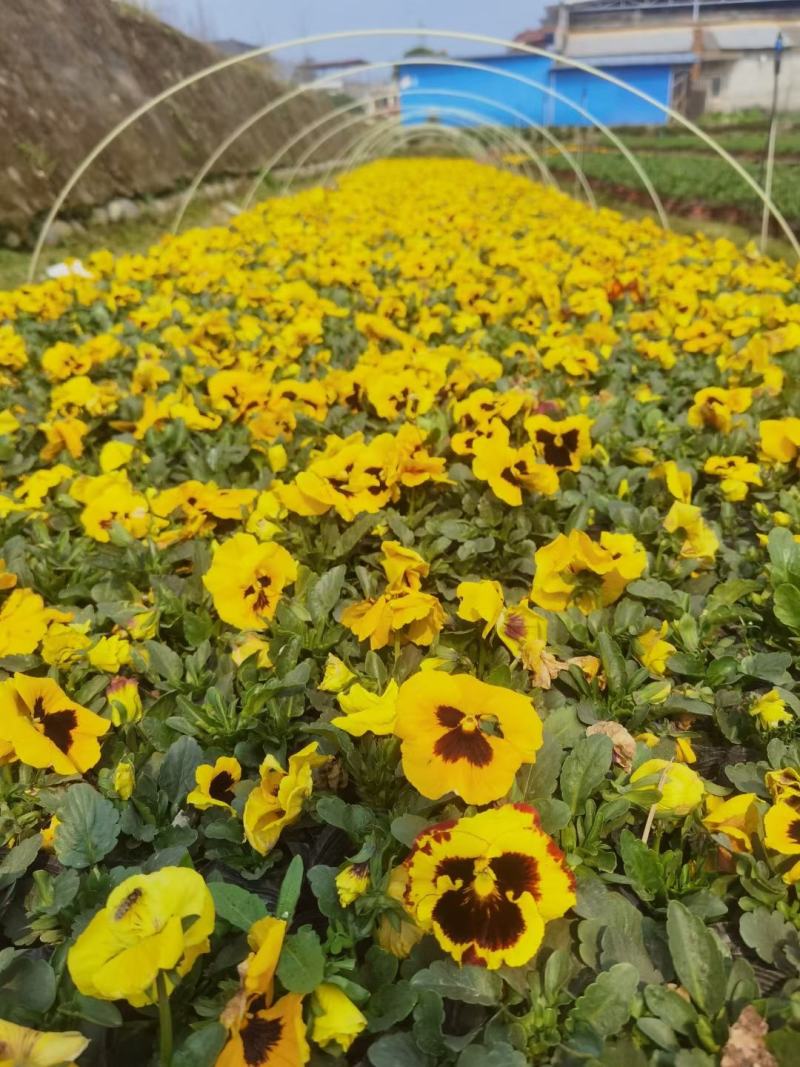 本苗圃常年供应精品草花三色堇，量大从优，质优价廉
