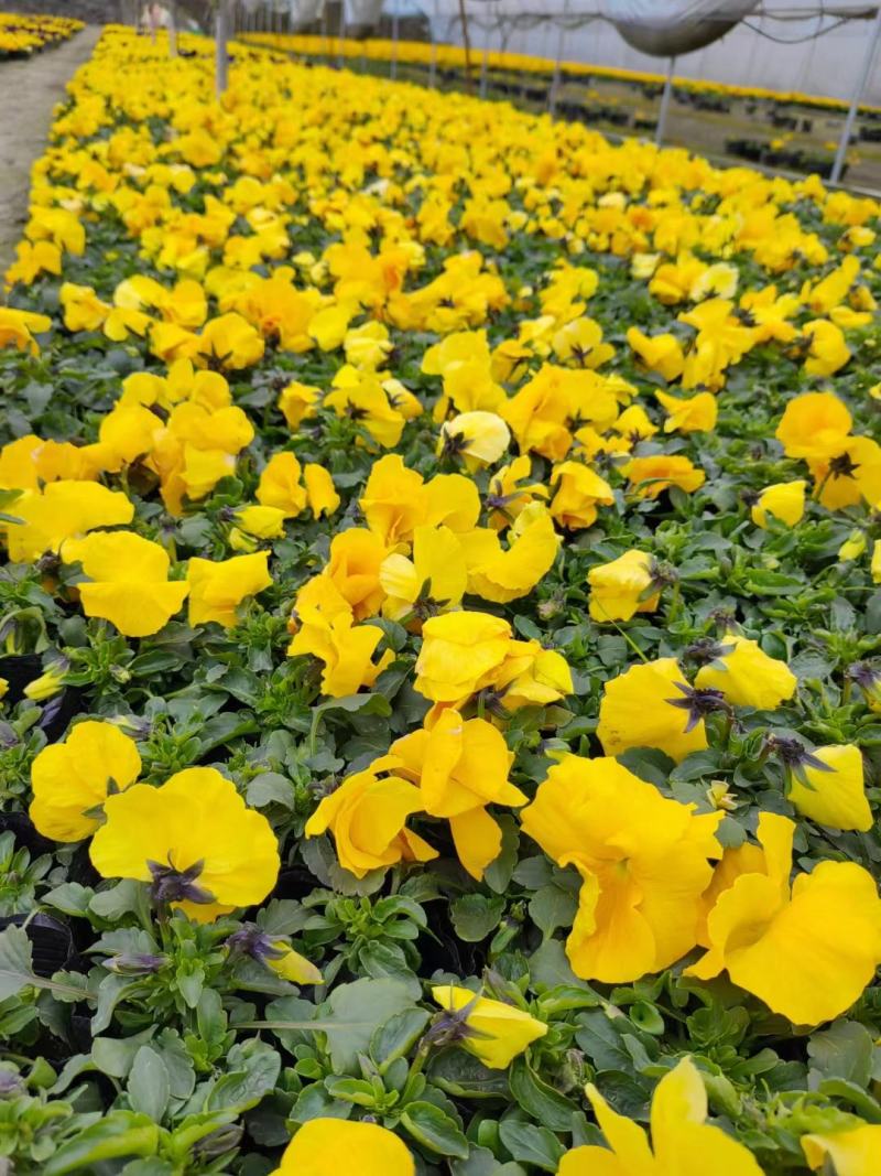 本苗圃常年供应精品草花三色堇，量大从优，质优价廉