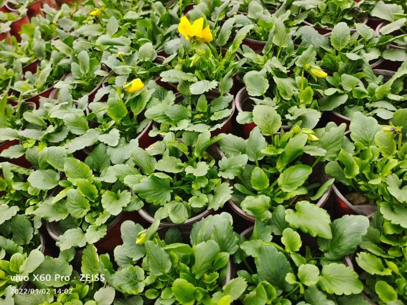 本苗圃常年供应精品草花三色堇，量大从优，质优价廉