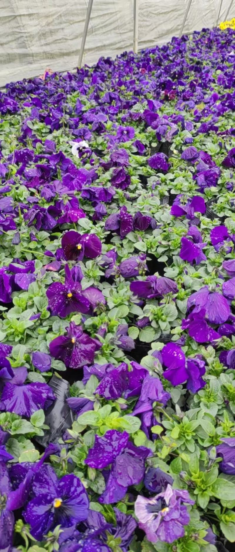 本苗圃常年供应精品草花三色堇，量大从优，质优价廉