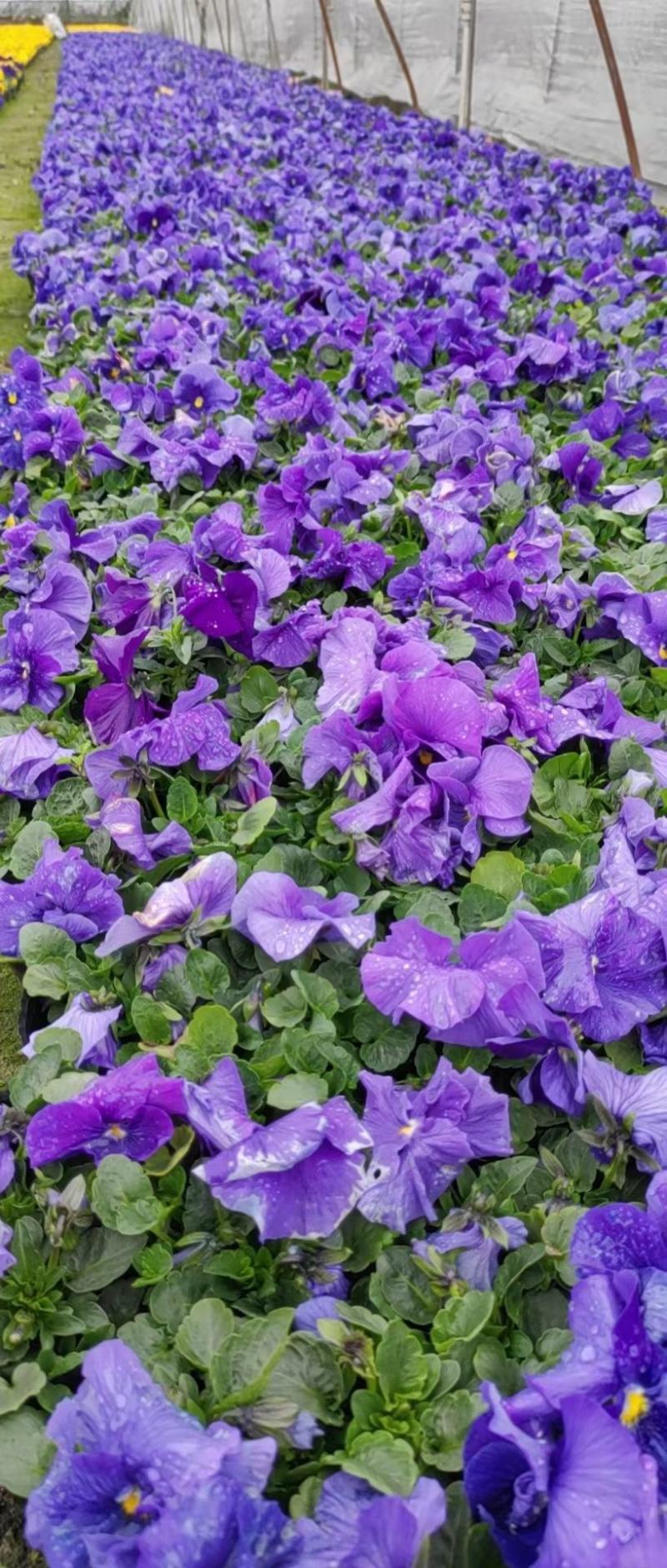 本苗圃常年供应精品草花三色堇，量大从优，质优价廉
