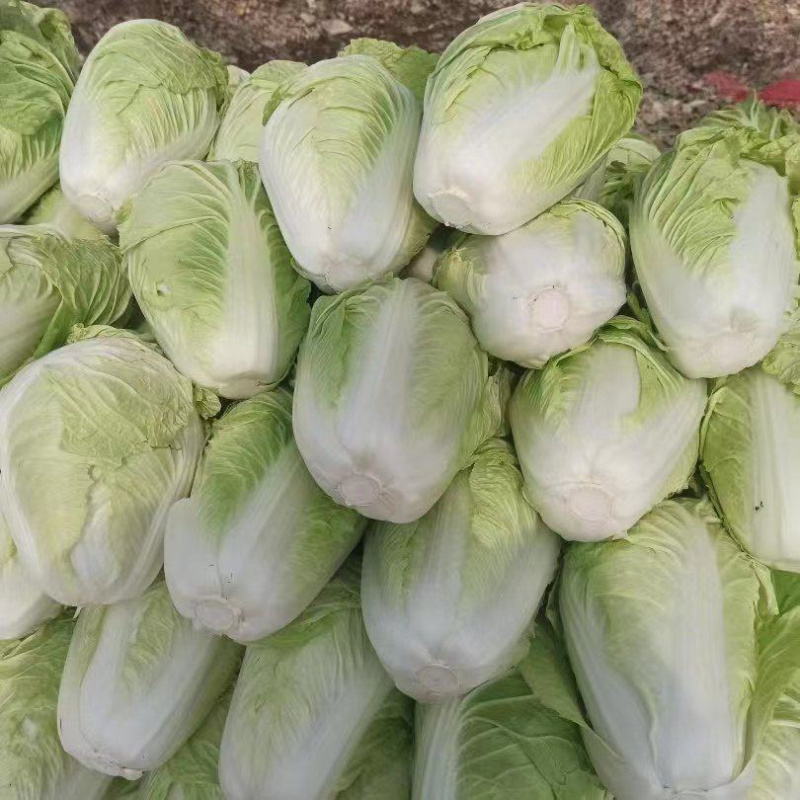 夏阳白菜大量上市，价格便宜，质量优，欢迎来电订货