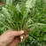 头茬新鲜蒲公英