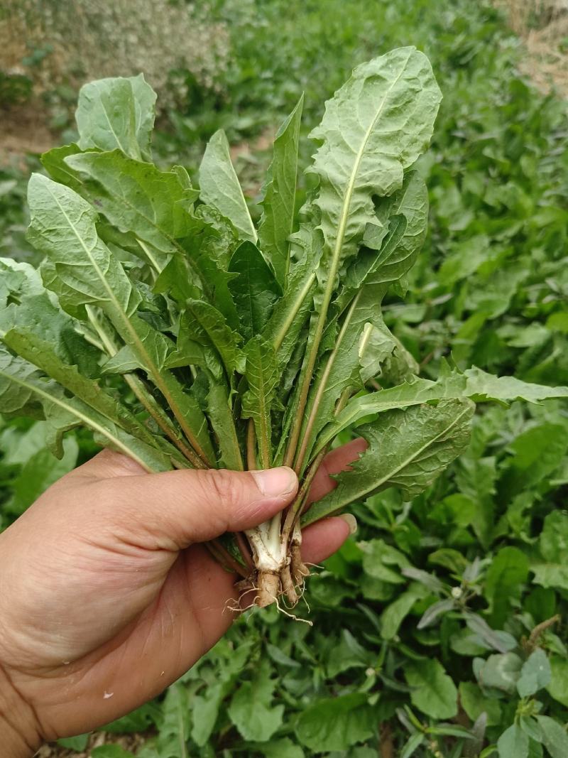 头茬新鲜蒲公英