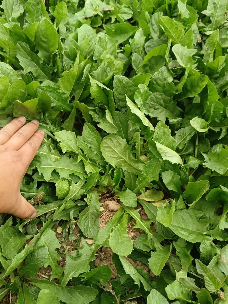 头茬新鲜蒲公英