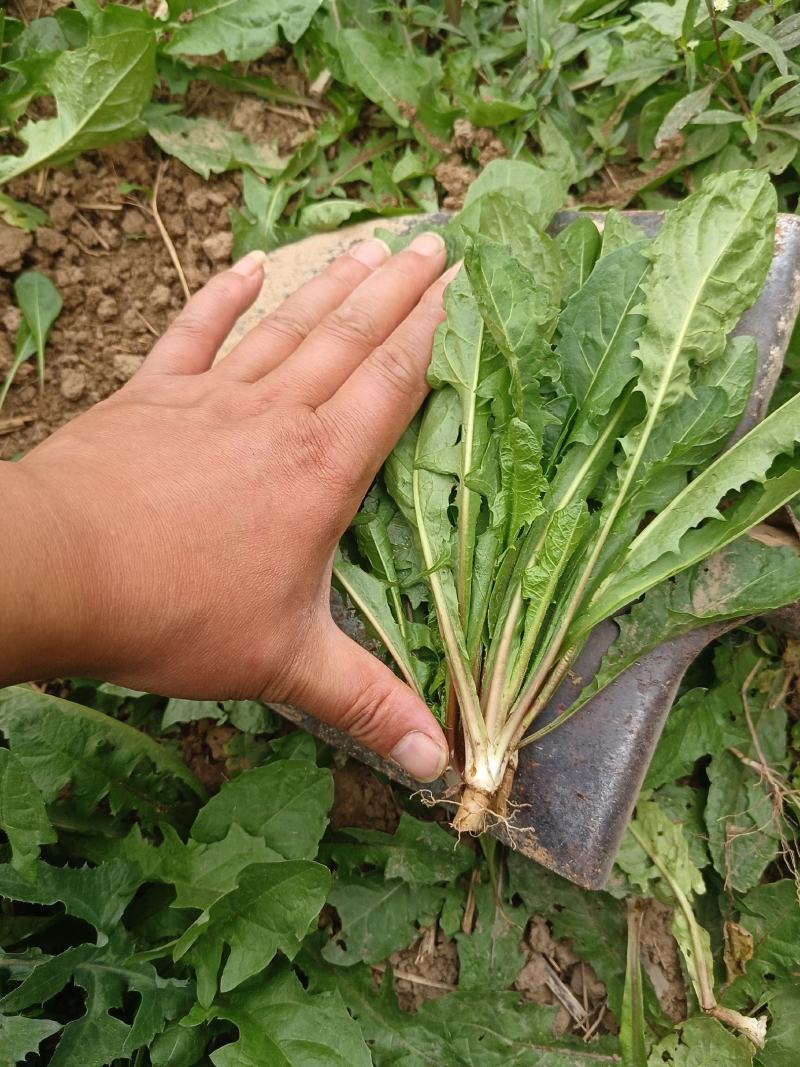 头茬新鲜蒲公英