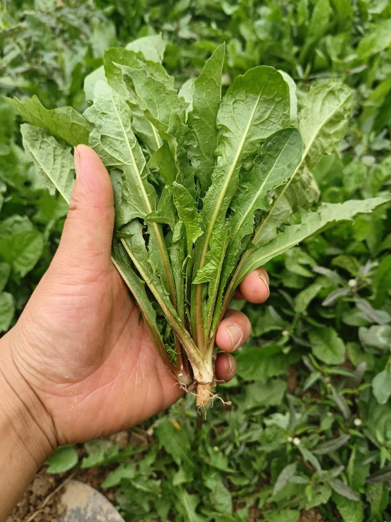 头茬新鲜蒲公英