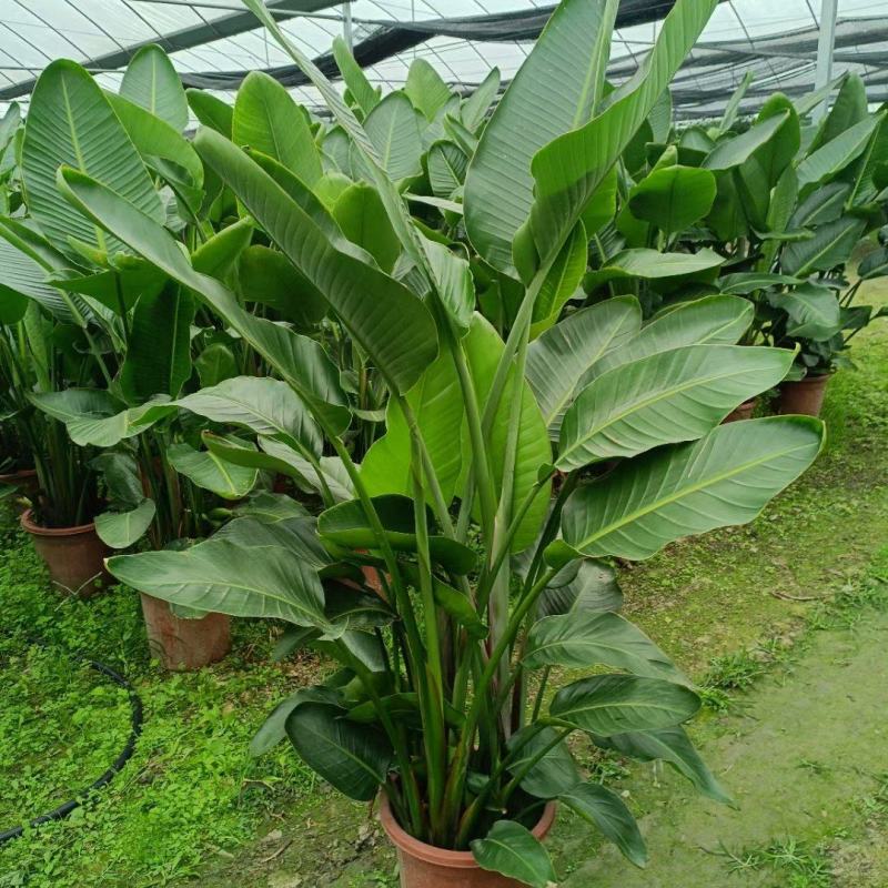 本苗圃长期供应精品花镜植物天堂鸟，量大从优，质优价廉