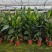本苗圃长期供应精品花镜植物天堂鸟，量大从优，质优价廉