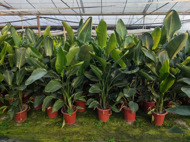 本苗圃长期供应精品花镜植物天堂鸟，量大从优，质优价廉
