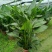 本苗圃长期供应精品花镜植物天堂鸟，量大从优，质优价廉