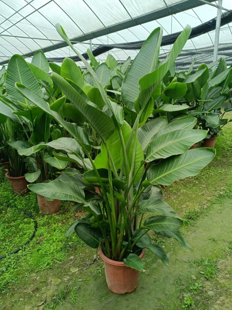 本苗圃长期供应精品花镜植物天堂鸟，量大从优，质优价廉