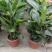 本苗圃长期供应精品花镜植物天堂鸟，量大从优，质优价廉