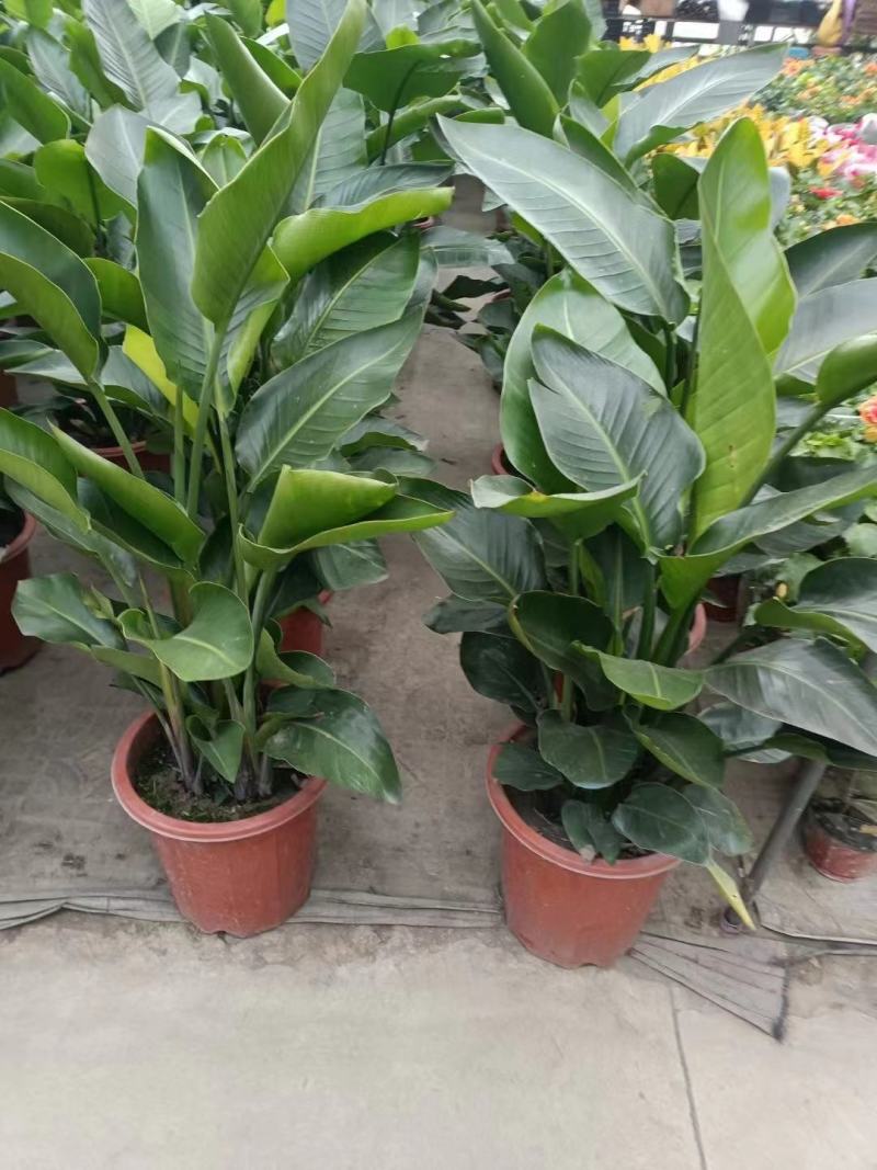 本苗圃长期供应精品花镜植物天堂鸟，量大从优，质优价廉