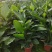 本苗圃长期供应精品花镜植物天堂鸟，量大从优，质优价廉