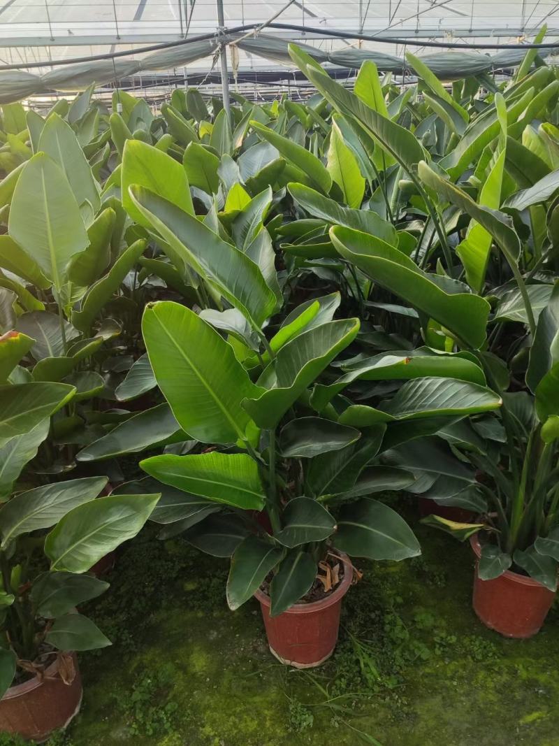 本苗圃长期供应精品花镜植物天堂鸟，量大从优，质优价廉