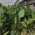 本苗圃长期供应精品花镜植物天堂鸟，量大从优，质优价廉