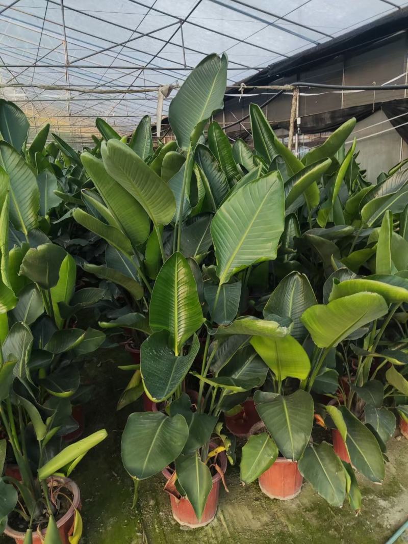 本苗圃长期供应精品花镜植物天堂鸟，量大从优，质优价廉