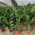 本苗圃长期供应精品花镜植物天堂鸟，量大从优，质优价廉