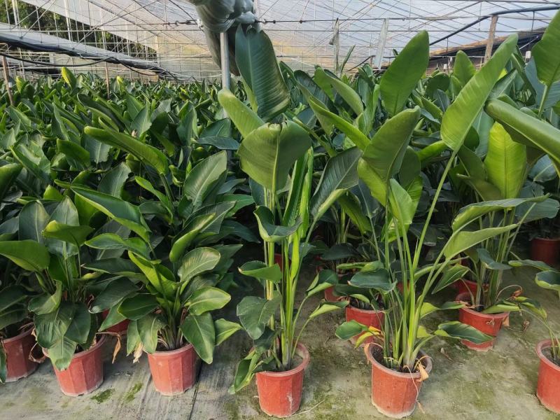 本苗圃长期供应精品花镜植物天堂鸟，量大从优，质优价廉