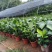 本苗圃长期供应精品花镜植物天堂鸟，量大从优，质优价廉