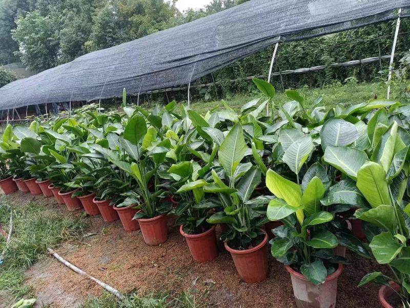 本苗圃长期供应精品花镜植物天堂鸟，量大从优，质优价廉