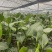 本苗圃长期供应精品花镜植物天堂鸟，量大从优，质优价廉