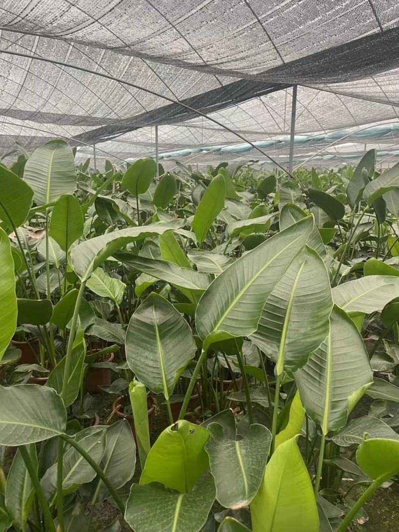 本苗圃长期供应精品花镜植物天堂鸟，量大从优，质优价廉