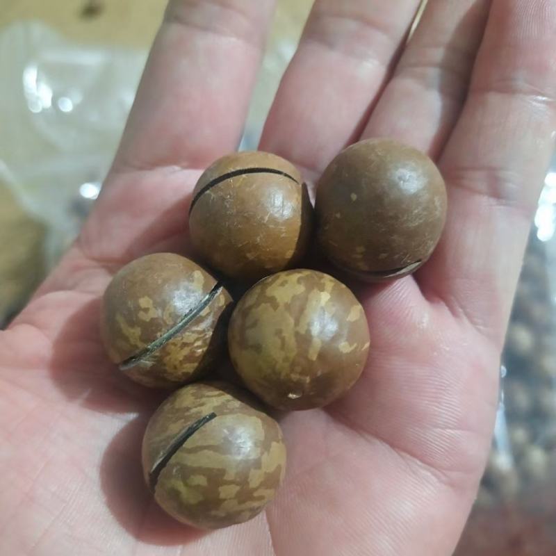 夏威夷果，一件10斤。奶香坚果炒货，量大优惠，全国发货