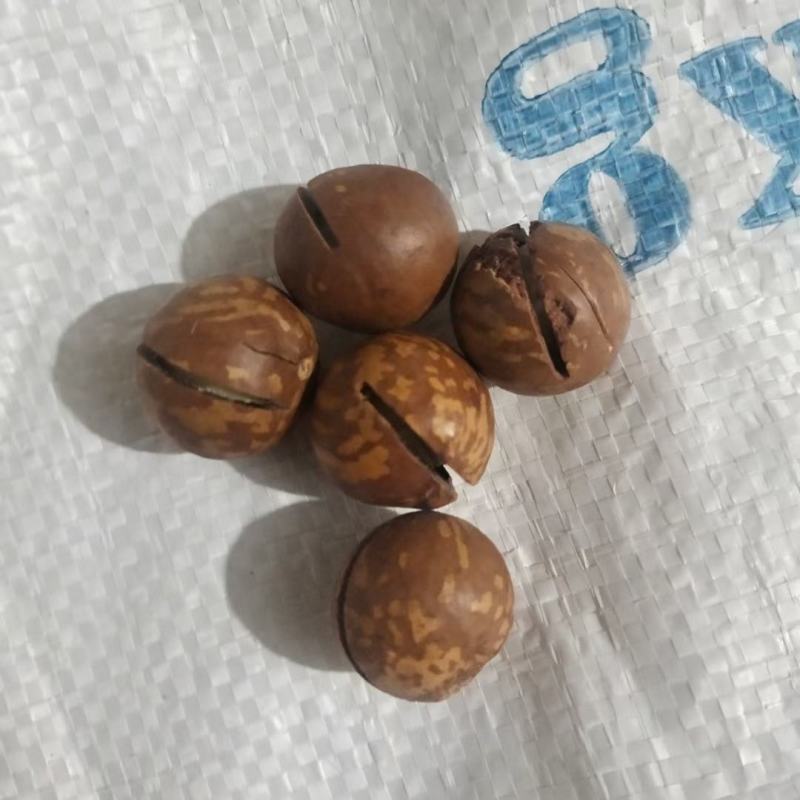 夏威夷果，一件10斤。奶香坚果炒货，量大优惠，全国发货