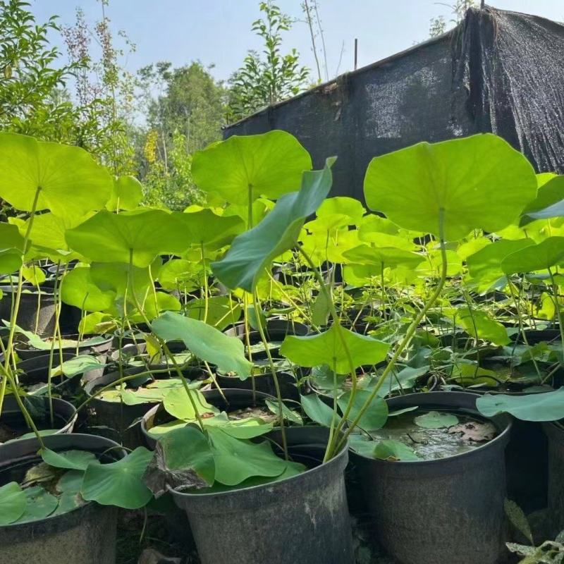 本苗圃常年供应精品水生荷花，量大从优，质优价廉