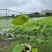 本苗圃常年供应精品水生荷花，量大从优，质优价廉