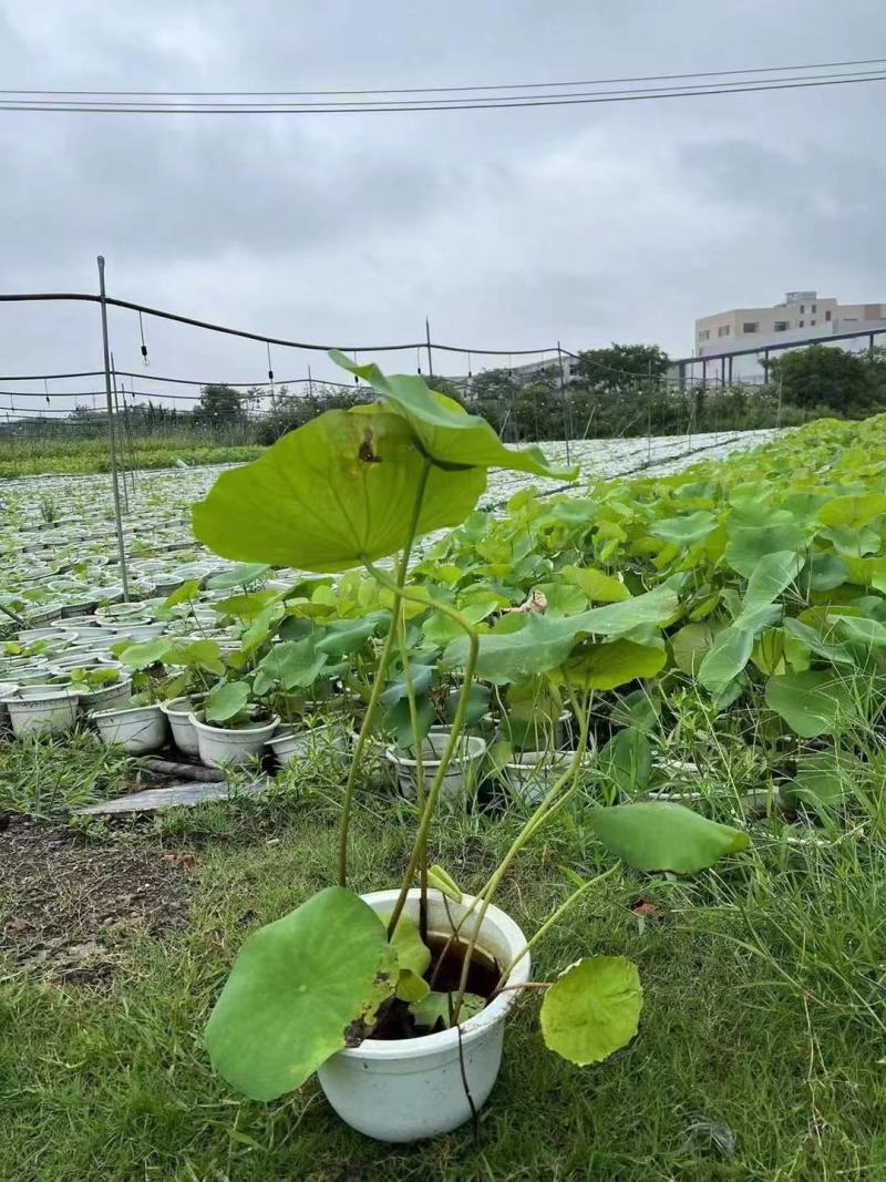 本苗圃常年供应精品水生荷花，量大从优，质优价廉