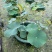 本苗圃常年供应精品水生荷花，量大从优，质优价廉