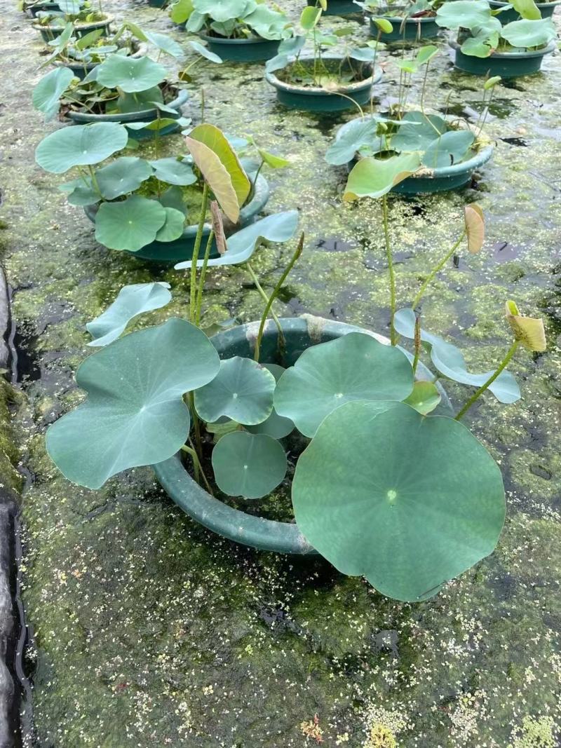 本苗圃常年供应精品水生荷花，量大从优，质优价廉
