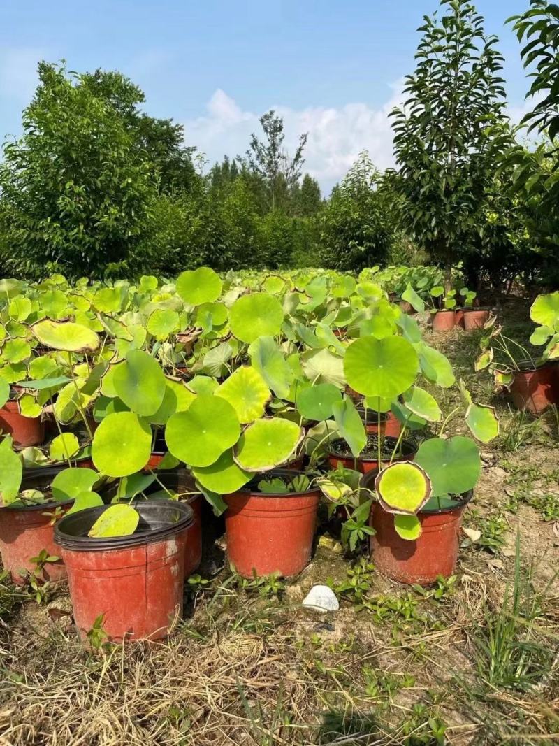 本苗圃常年供应精品水生荷花，量大从优，质优价廉