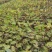 本苗圃常年供应精品水生荷花，量大从优，质优价廉