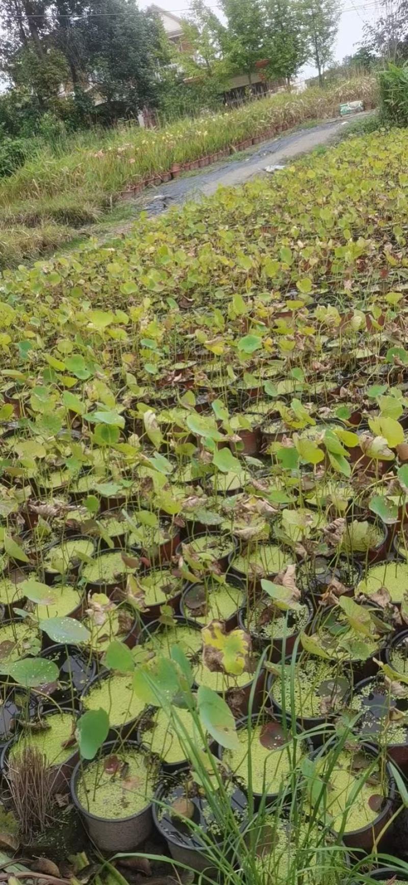 本苗圃常年供应精品水生荷花，量大从优，质优价廉
