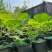本苗圃常年供应精品水生荷花，量大从优，质优价廉