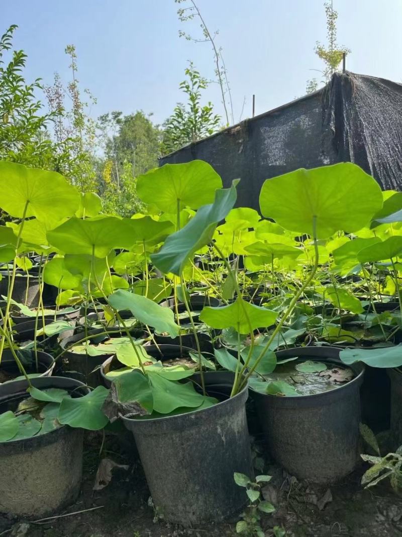 本苗圃常年供应精品水生荷花，量大从优，质优价廉
