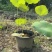 本苗圃常年供应精品水生荷花，量大从优，质优价廉