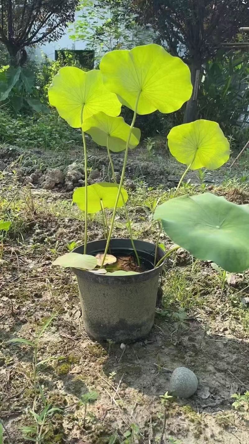 本苗圃常年供应精品水生荷花，量大从优，质优价廉