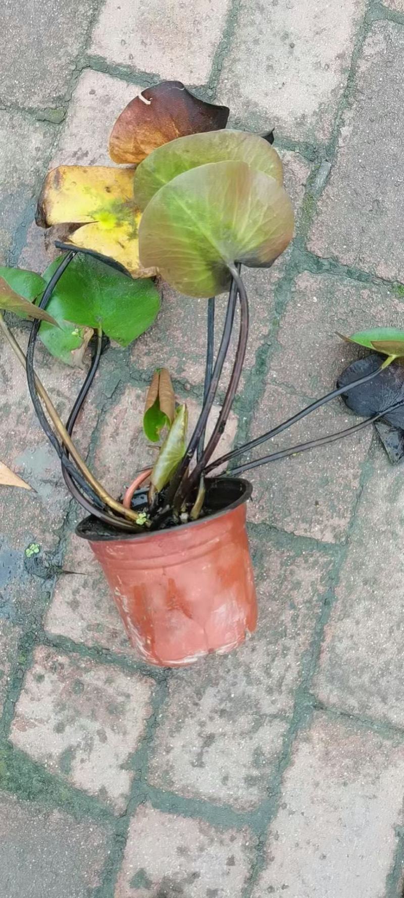 本苗圃常年供应精品水生荷花，量大从优，质优价廉