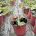本苗圃常年供应精品水生荷花，量大从优，质优价廉