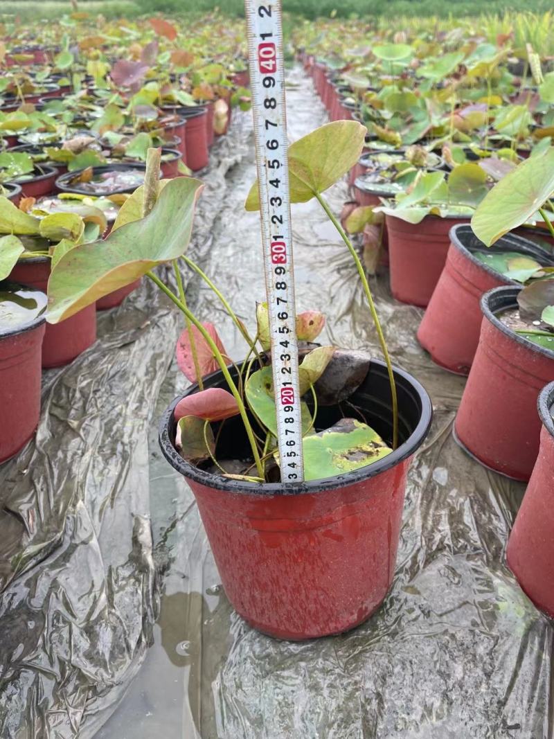本苗圃常年供应精品水生荷花，量大从优，质优价廉